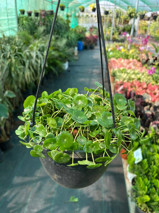 Pennywort