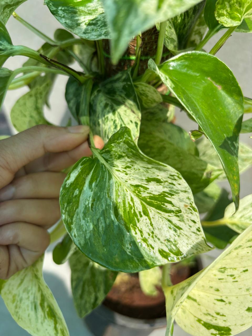 Marble Queen
