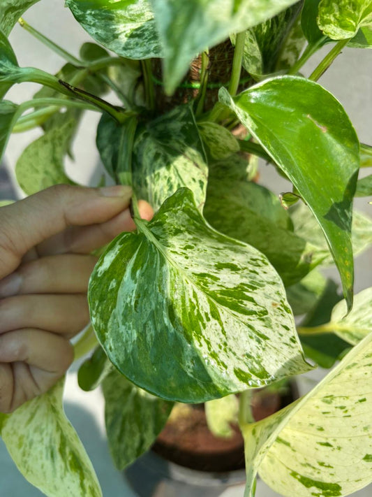 Marble Queen
