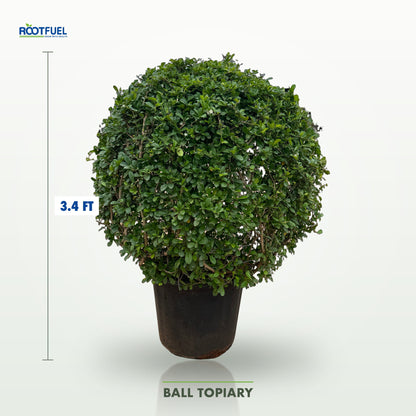 Ball