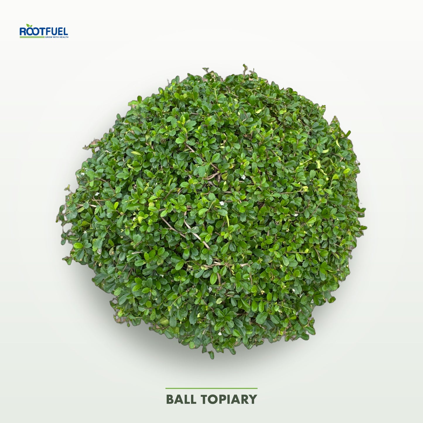 Ball