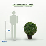 Ball