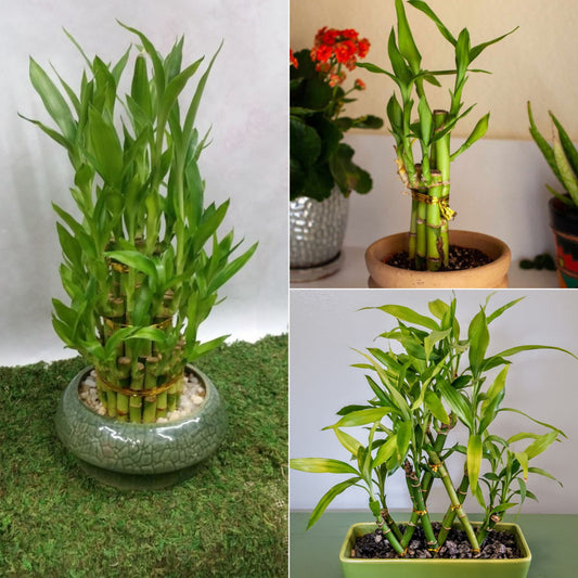 Bamboo stick plant