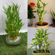 Bamboo stick plant