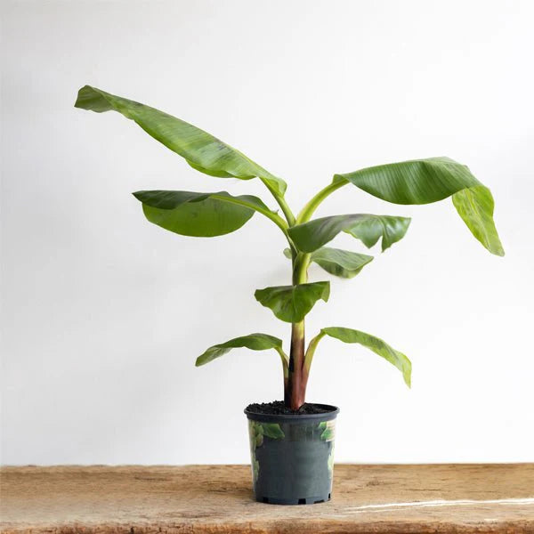banana plant