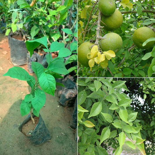 Bilipatra Plant