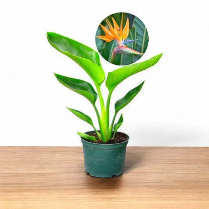 bird of paradise plant