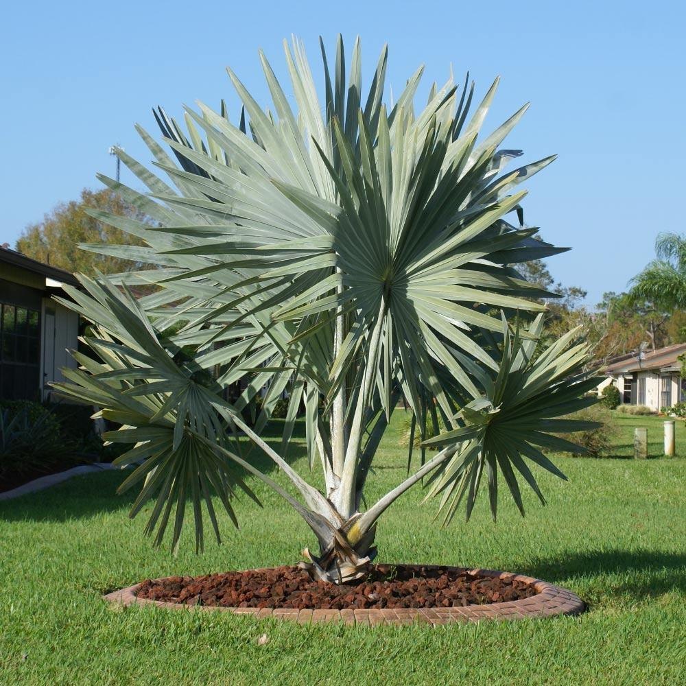 Bismarckia palm