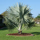 Bismarckia palm
