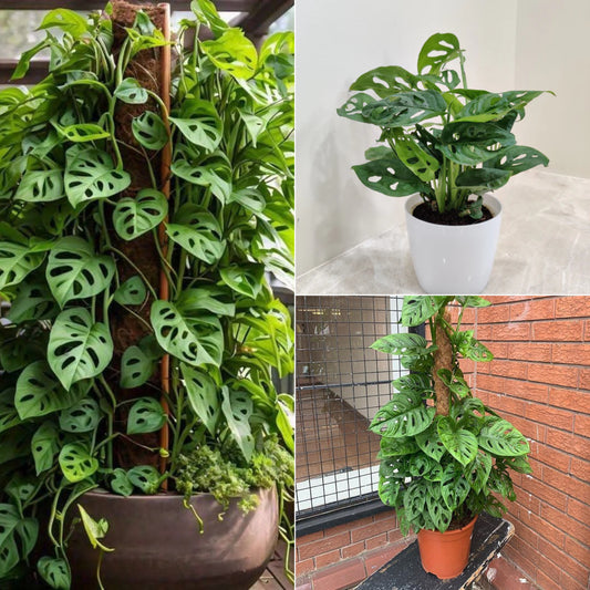 broken heart plant