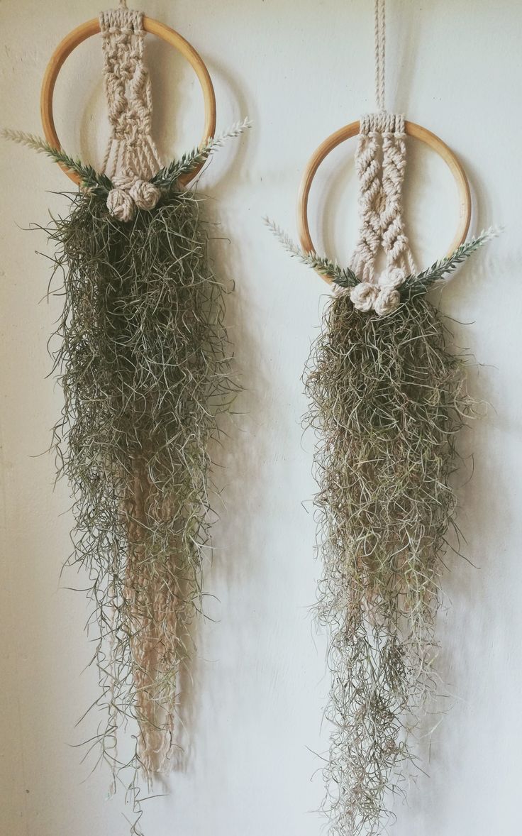 Spanish Moss Air Plant Pack Of 2