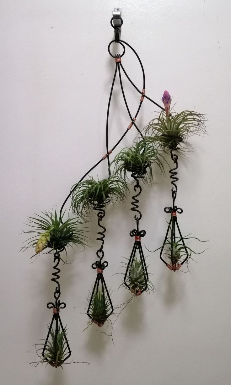 Tillandsia Pohliana Air Plant Pack Of 2
