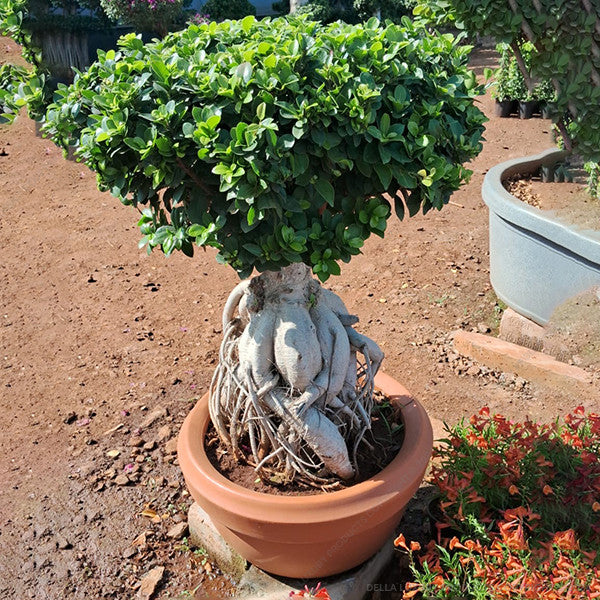 Ficus Bonsai