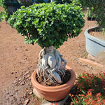 Ficus Bonsai