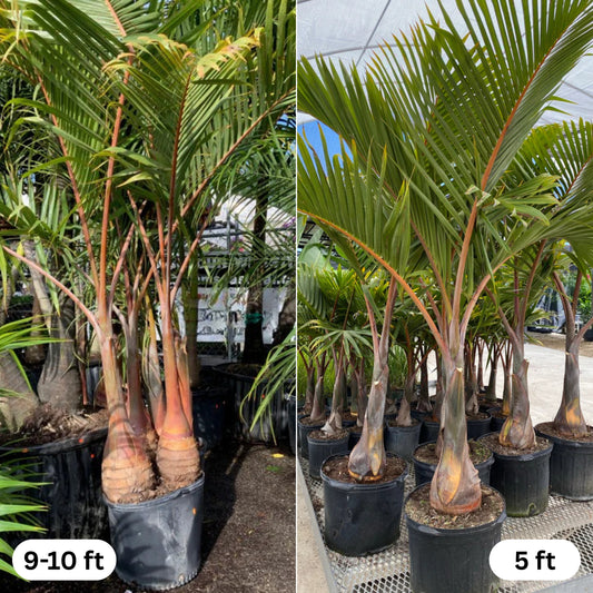 Bottle Palm