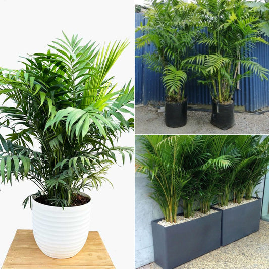 chamaedorea plant