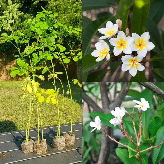Tarfa Champa