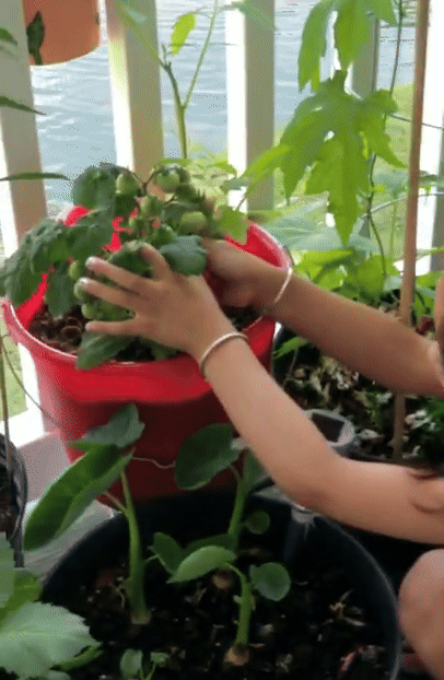 Cherry Tomato Seeds