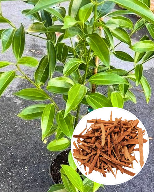 Dalchini