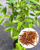 Dalchini