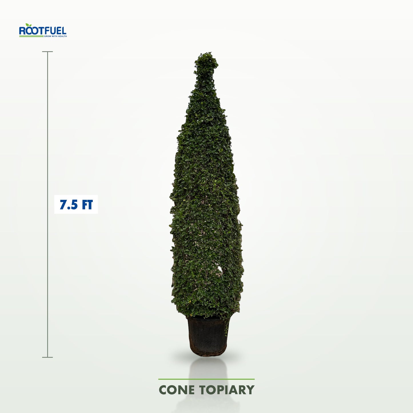 Cone 7.5ft