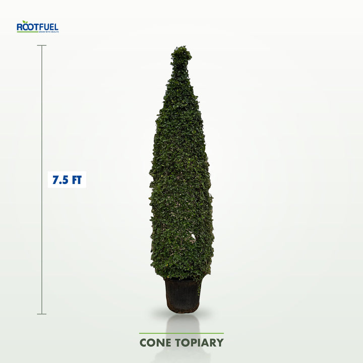 Cone topiary plant from RootFuel