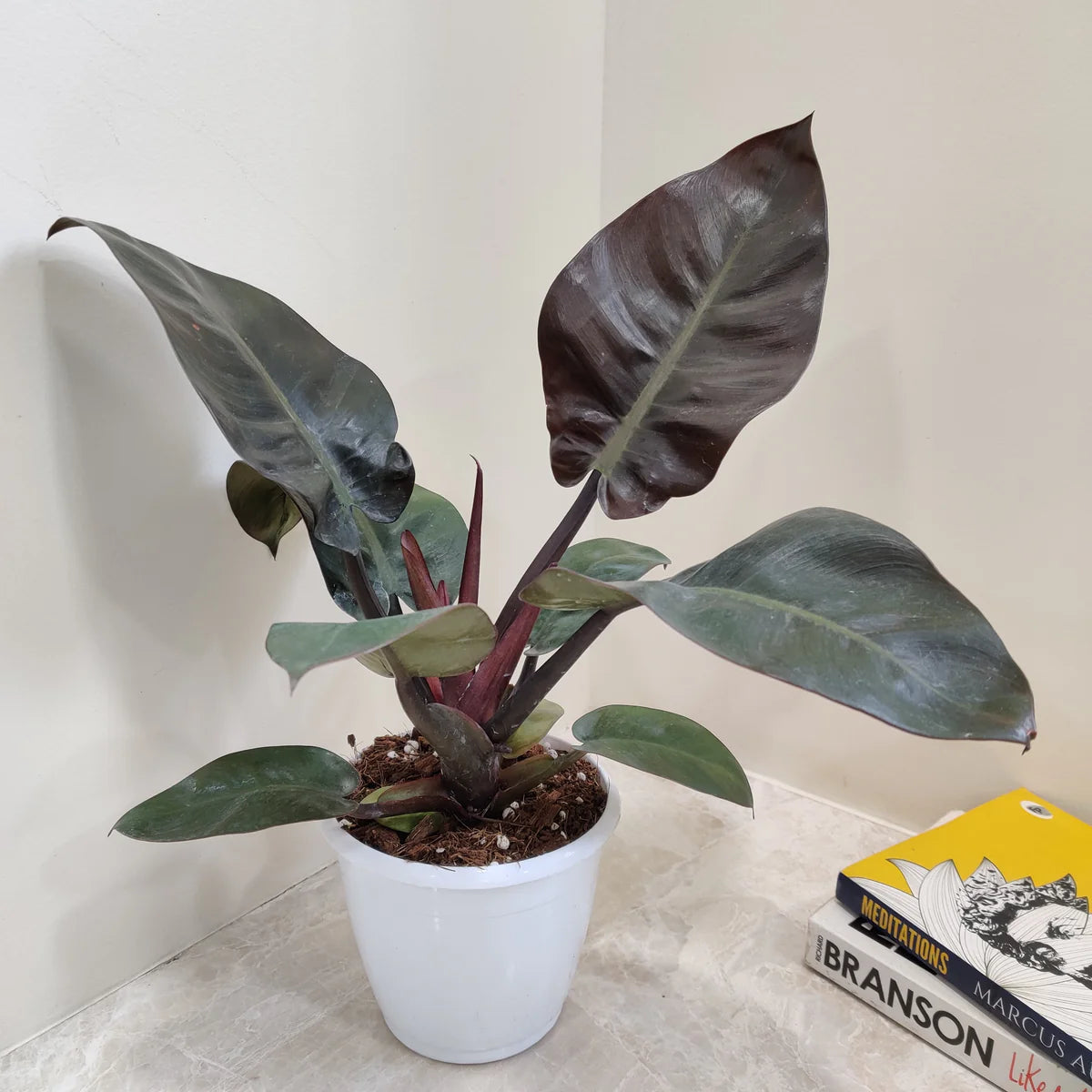 philo black plant