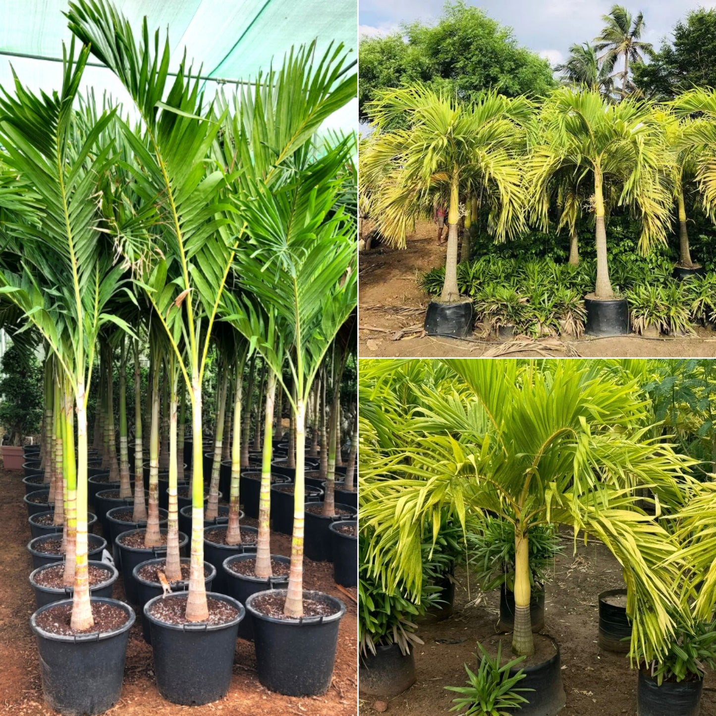 Vinchhiya Palm