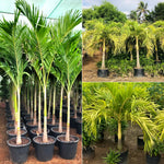 Vinchhiya Palm