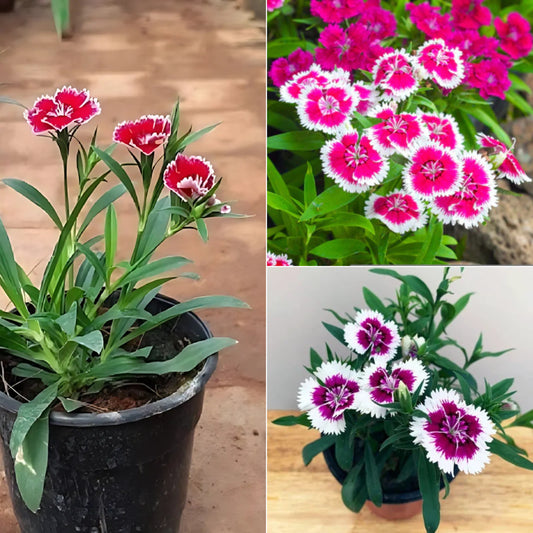 Dianthus