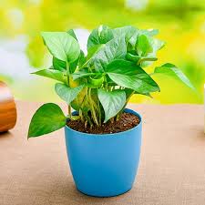 Green money plant