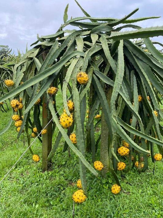 yellow Dragon Fruit