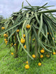 yellow Dragon Fruit