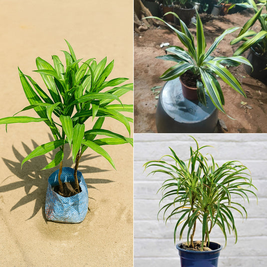 Dressin Plant