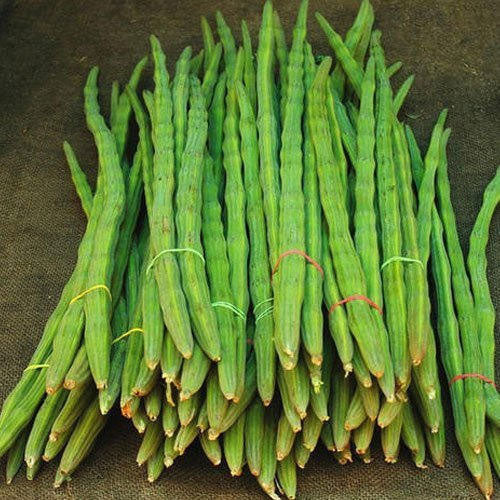 Drumstick (Moringa) Seeds