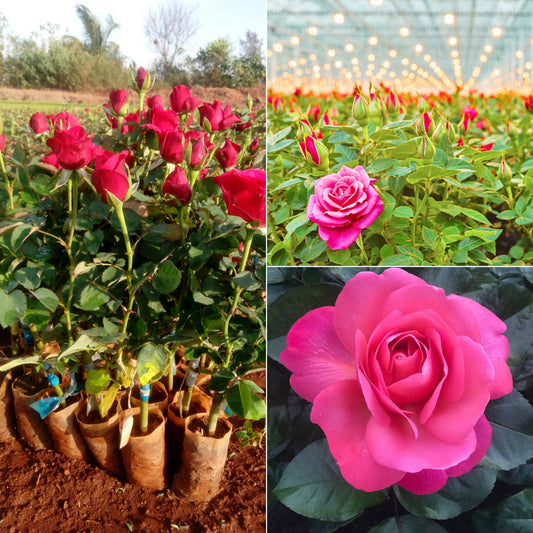 Dutch rose