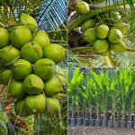 Nariyal