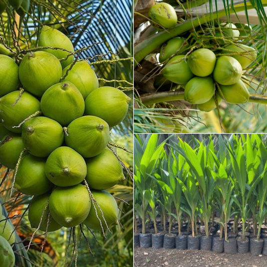Nariyal
