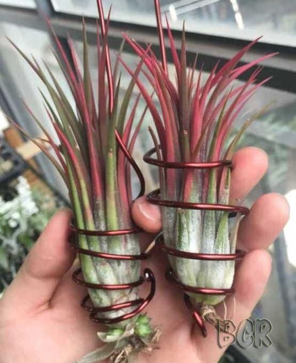 Tillandsia Victoria Air Plant Pack Of 2