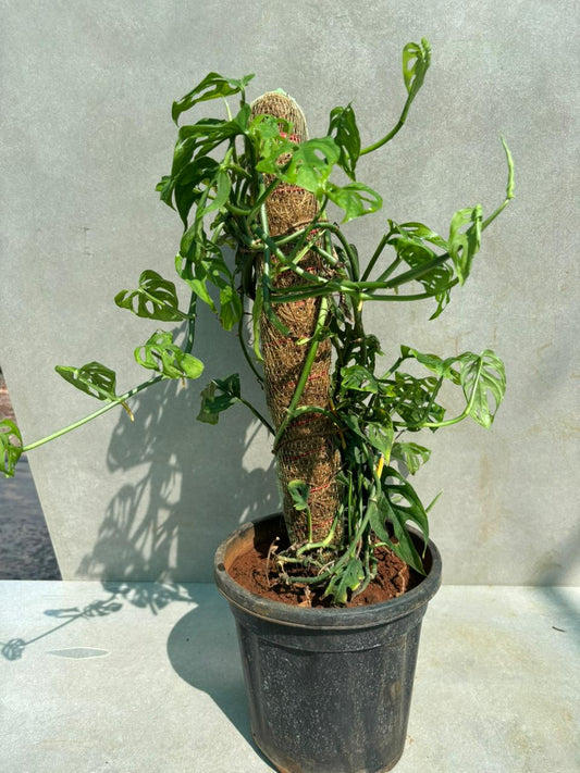Monstera adansonii