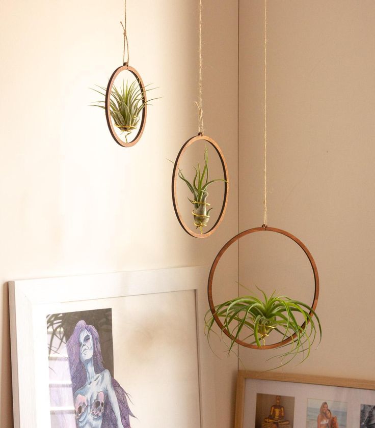 Tillandsia Pohliana Air Plant Pack Of 2