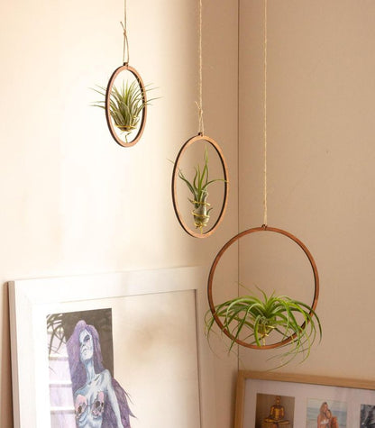 Tillandsia Pohliana Air Plant Pack Of 2