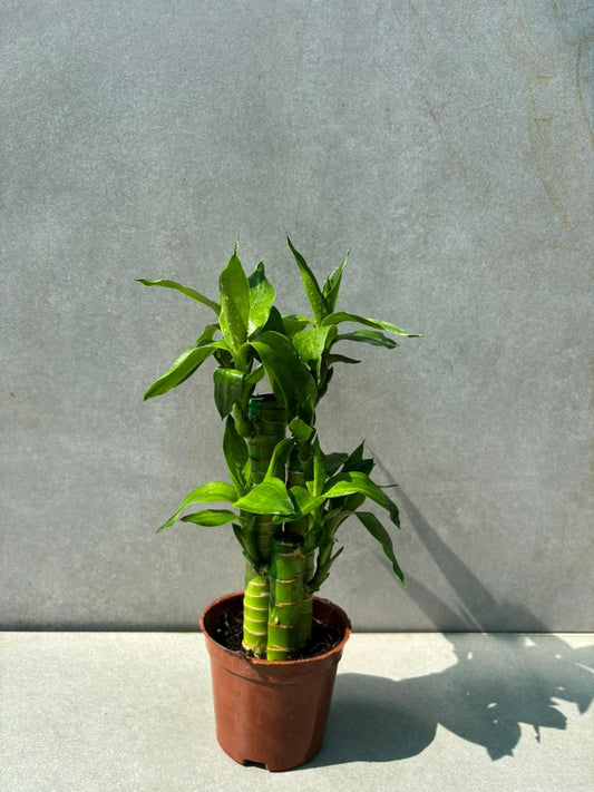 Lotus Bamboo (Dracaena sanderiana)