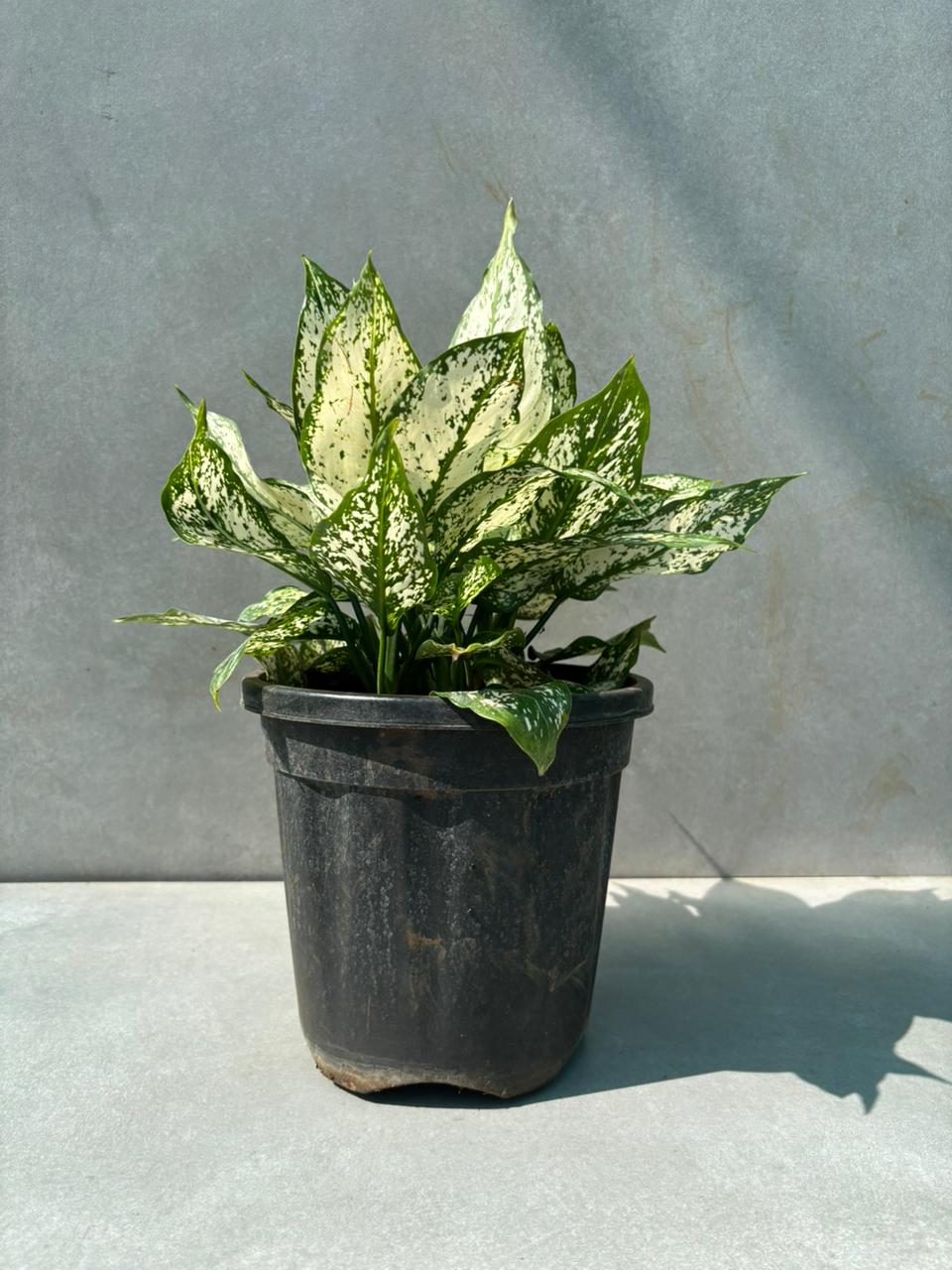 Aglaonema