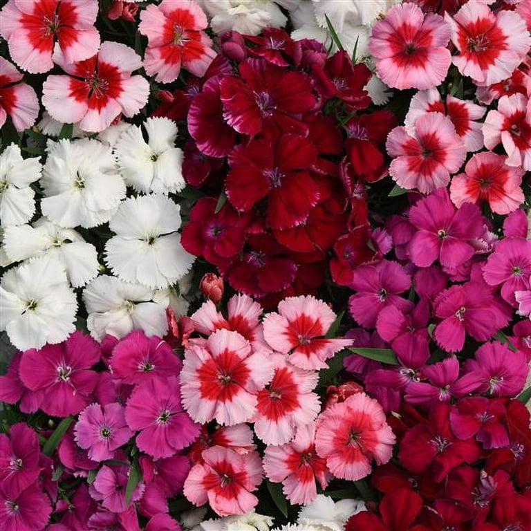 Dianthus Ideal Select F1 Series Flower Seeds