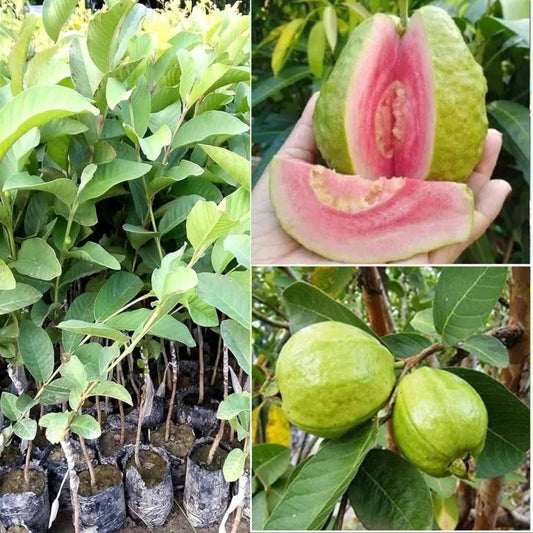 Red Taiman Guava