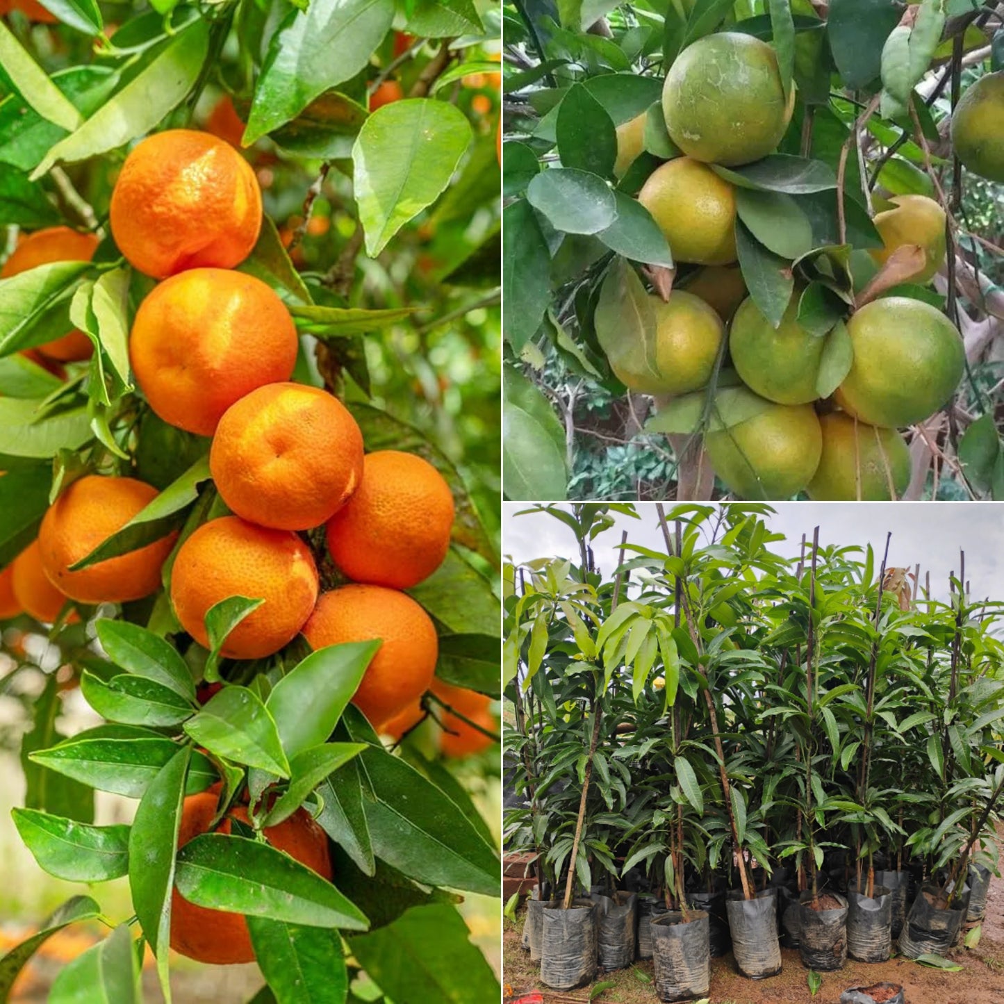 Orange Kalmi