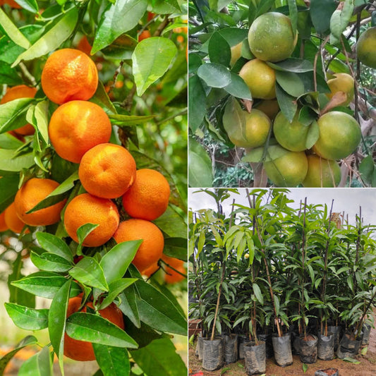 Orange Kalmi