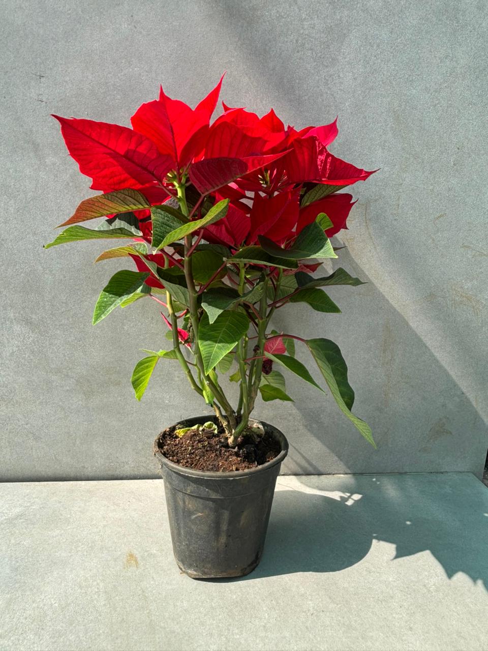poinsettia plant