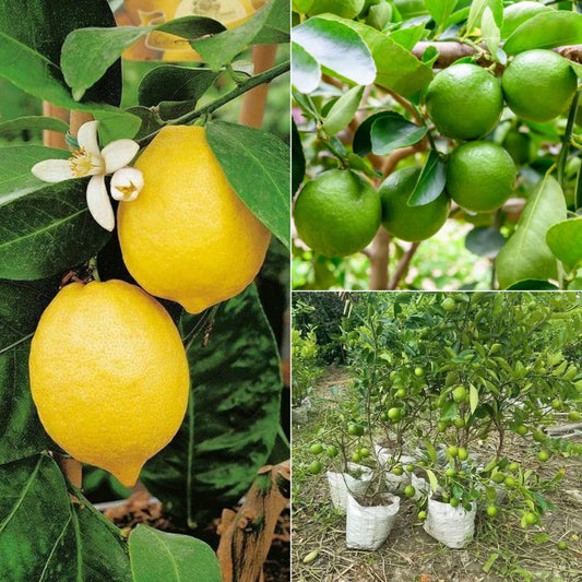 Baramasi Lemon